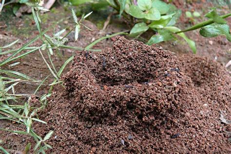 fire ant nest images